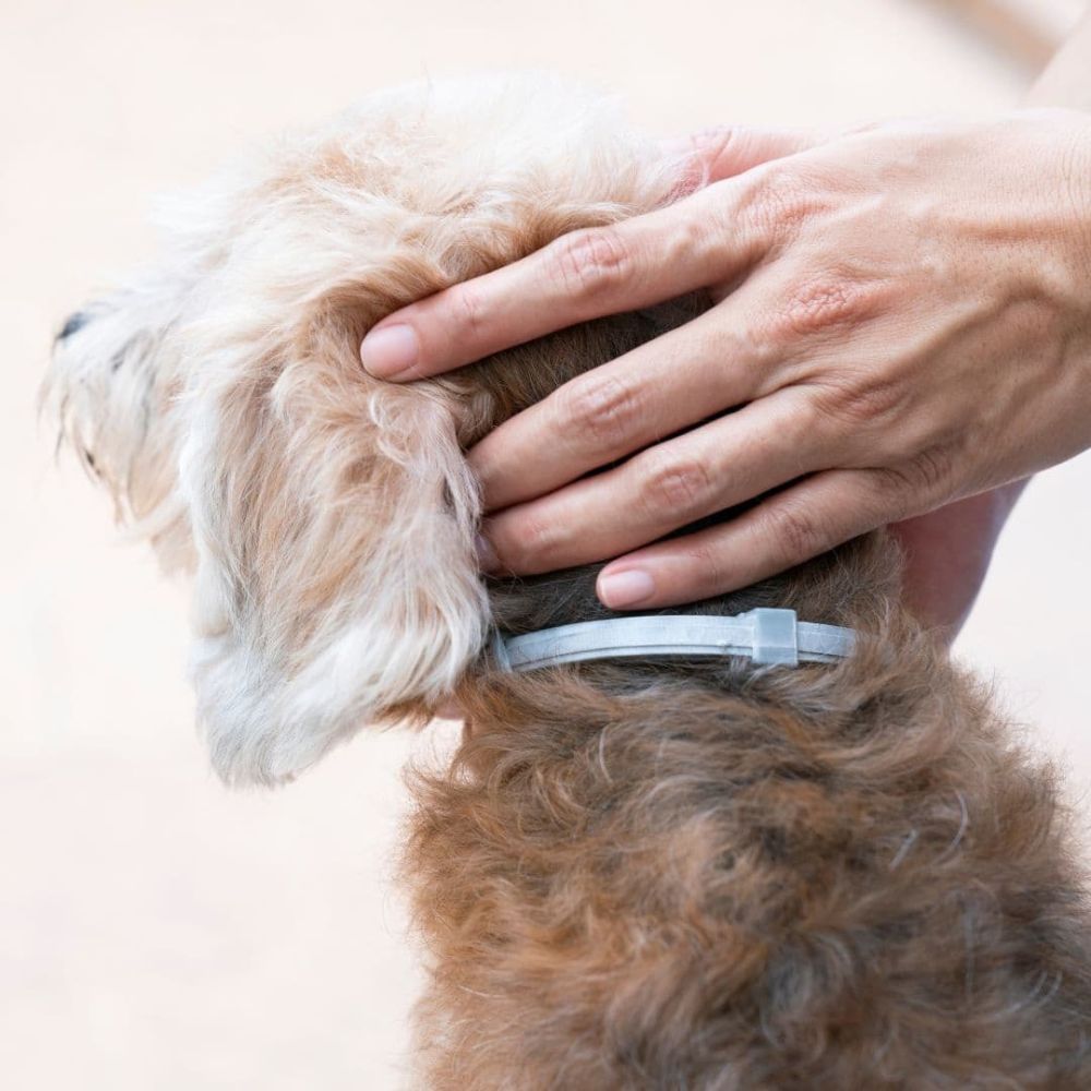 3428170003480 3 Vetocanis pretinsektu repelenta kakla siksna arigai lietosanai suniem 60 cm 10 20kg