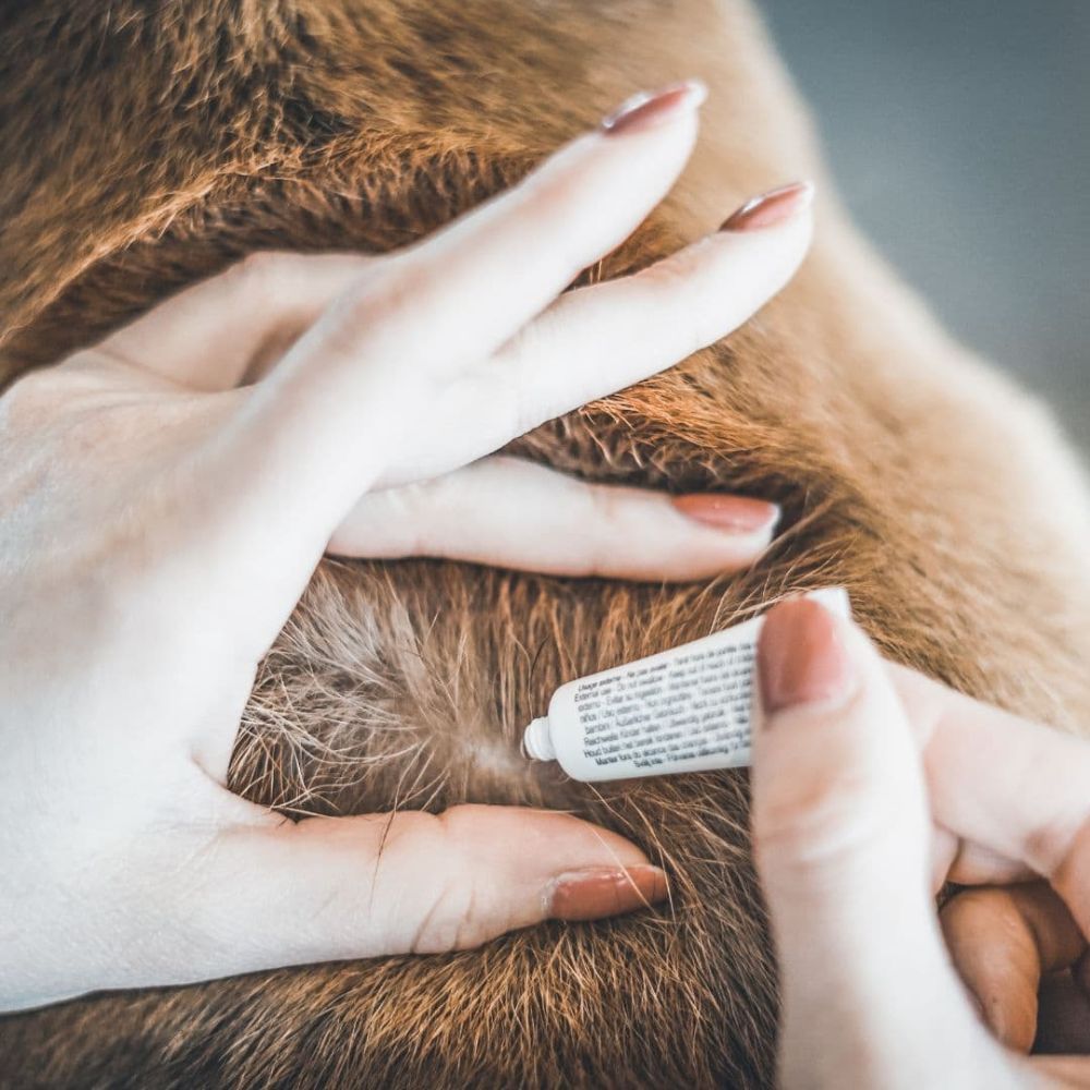 3428170006177 2 Vetocanis dabigi pretinsektu repelenti pilieni suniem 2 10 kg